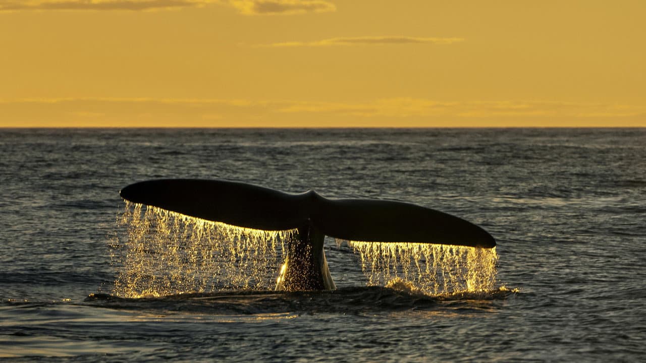 Sea Change: The Gulf of Maine
