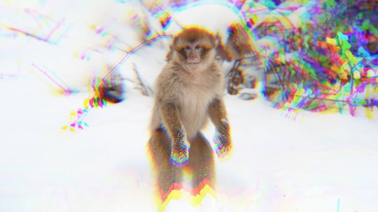 monkey facts.