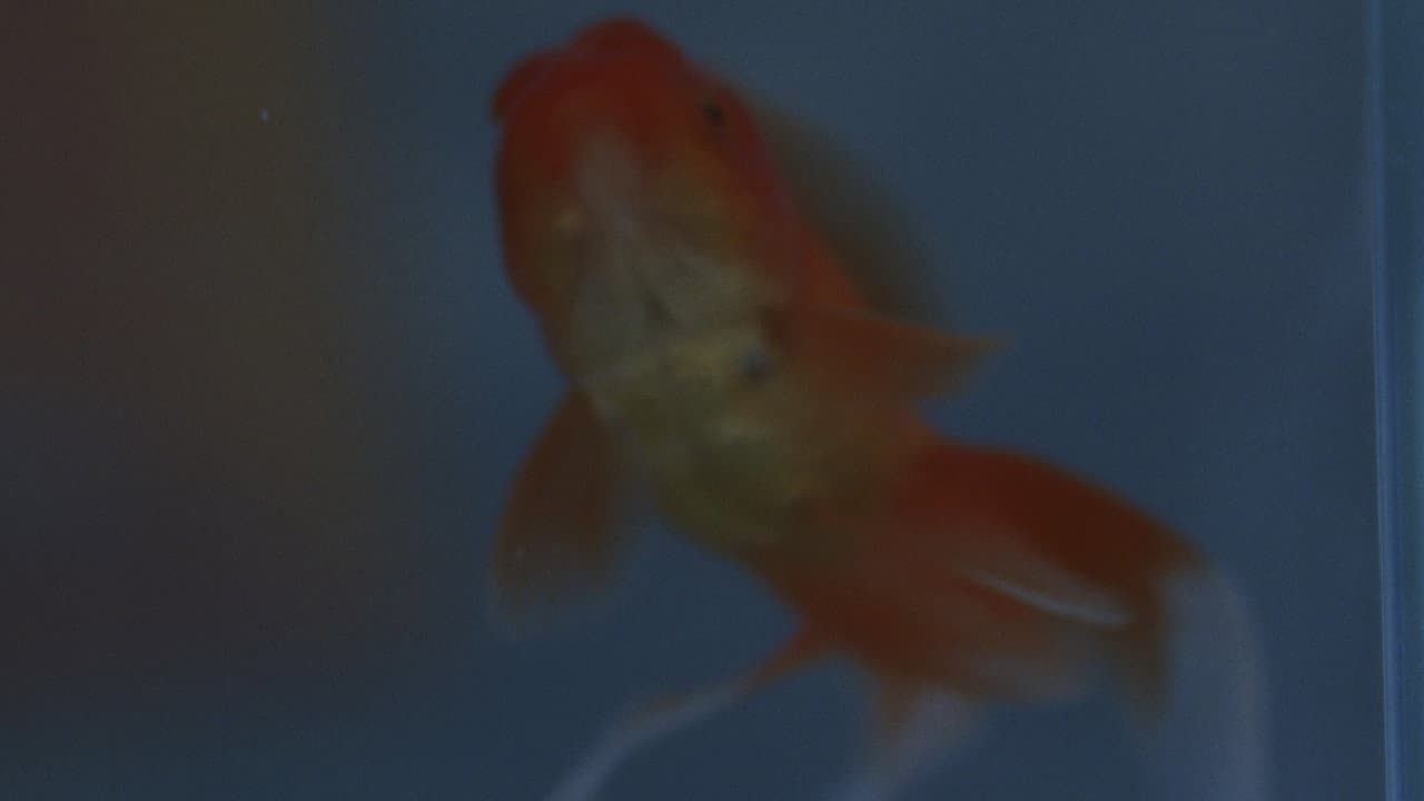 how do goldfish die