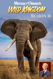 Season 16
