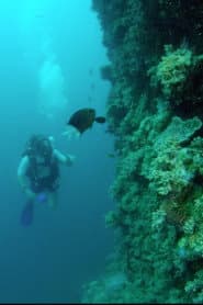Wonders of the Great Barrier Reef with Iolo Williams
