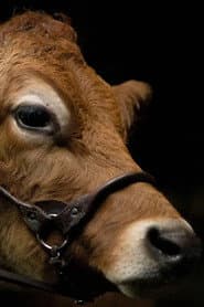 A Feeling of Home: The Making of First Cow